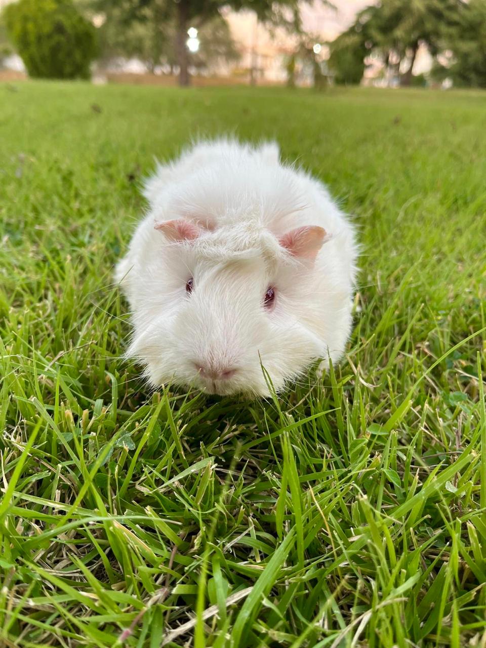 Terapias holísticas